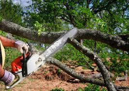 How Our Tree Care Process Works  in  Dilley, TX