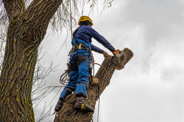 Dilley, TX Tree Removal Company