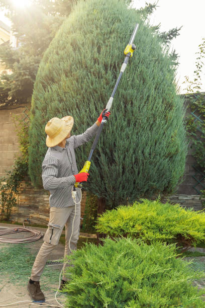 Best Lawn Maintenance Plans  in Dilley, TX
